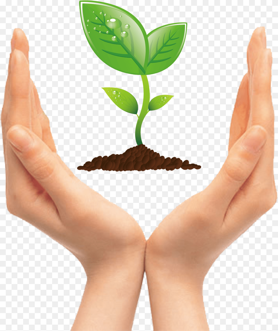 Tree Seedling Clip Art Hand Holding A Tree Clipart, Leaf, Plant, Body Part, Finger Png Image