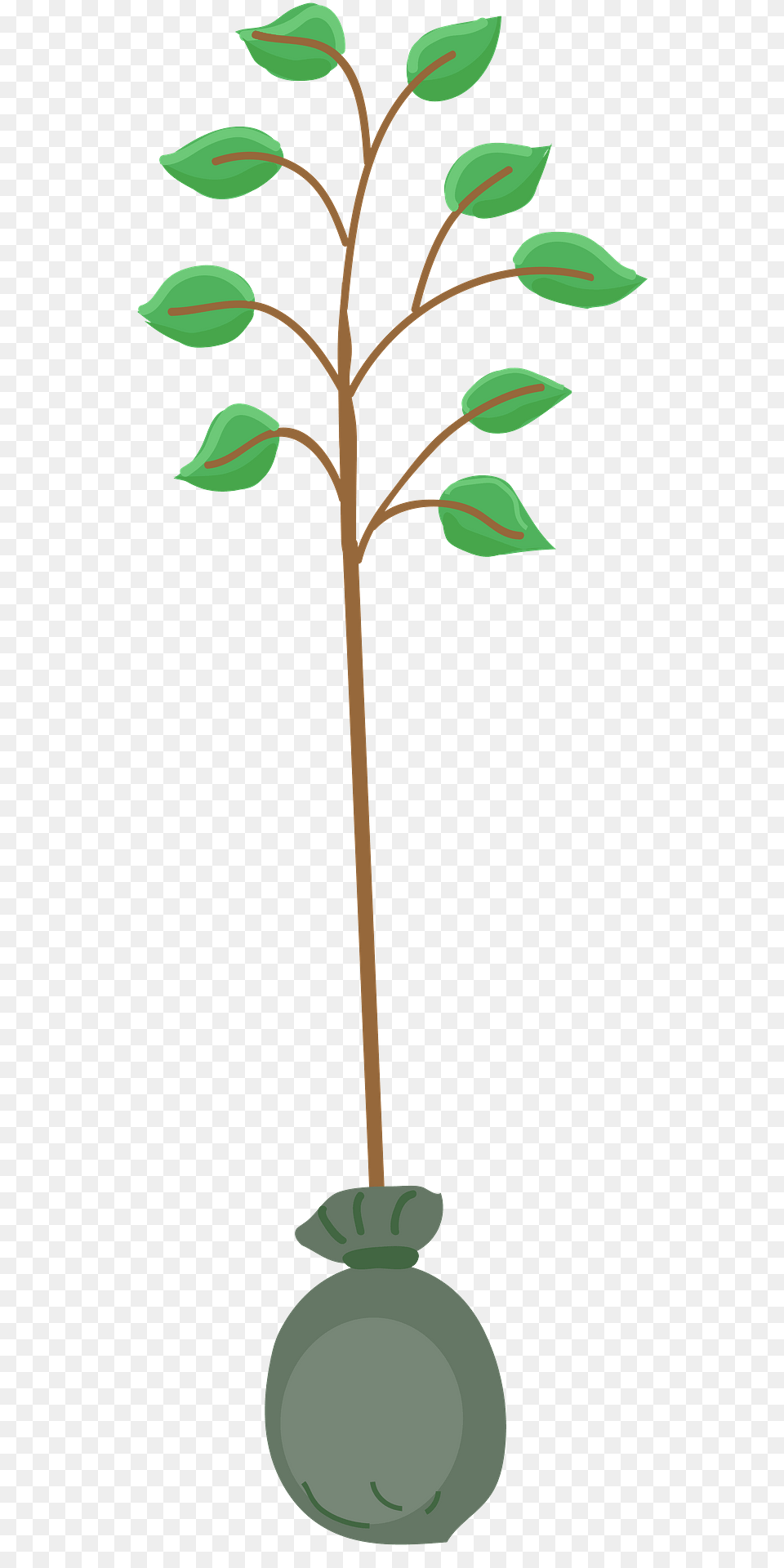 Tree Seedling Clipart, Leaf, Plant, Bud, Flower Free Transparent Png