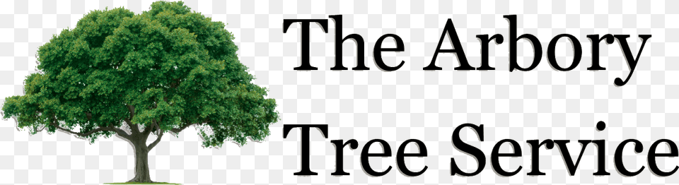 Tree Service Augusta Ga Drawings Of Trees, Sycamore, Plant, Oak, Vegetation Png