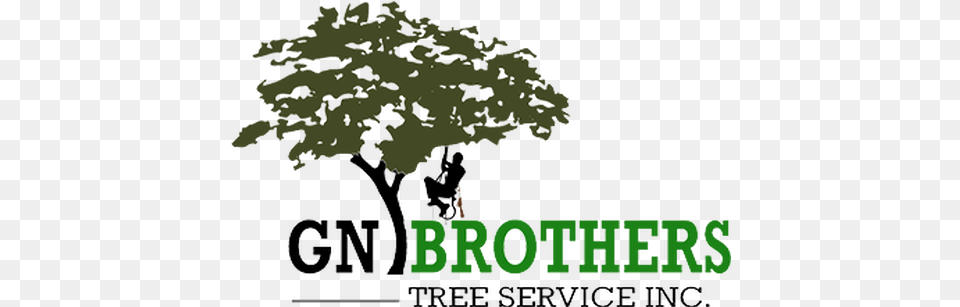 Tree Service Gn Brothers United States Interior Design, Green, Vegetation, Sycamore, Plant Free Png Download