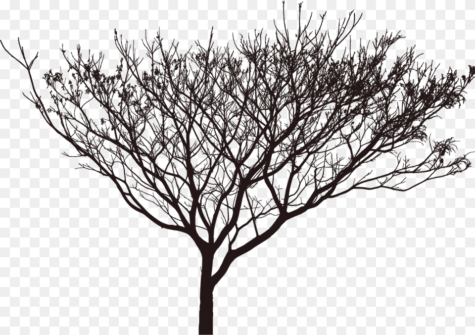 Tree Shadow Black Shadow Tree, Plant, Nature, Night, Outdoors Free Png Download
