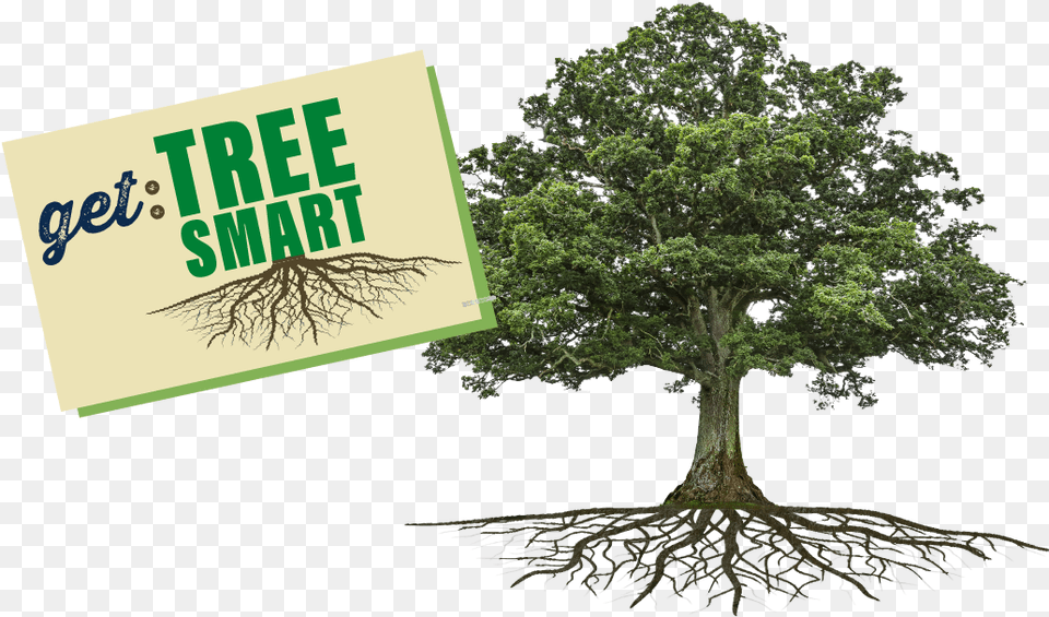 Tree Showing Roots And The Words Get Tree Smart Bio Tree, Oak, Plant, Potted Plant, Sycamore Free Transparent Png