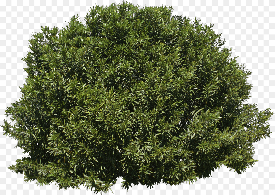 Tree Shrub Evergreen Transparent Background Bush, Plant, Vegetation, Conifer Free Png Download