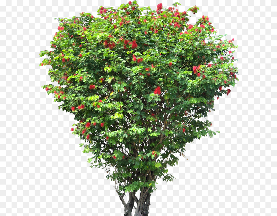 Tree Shrub Hd Clipart Small Flower Tree, Geranium, Maple, Plant, Leaf Png Image