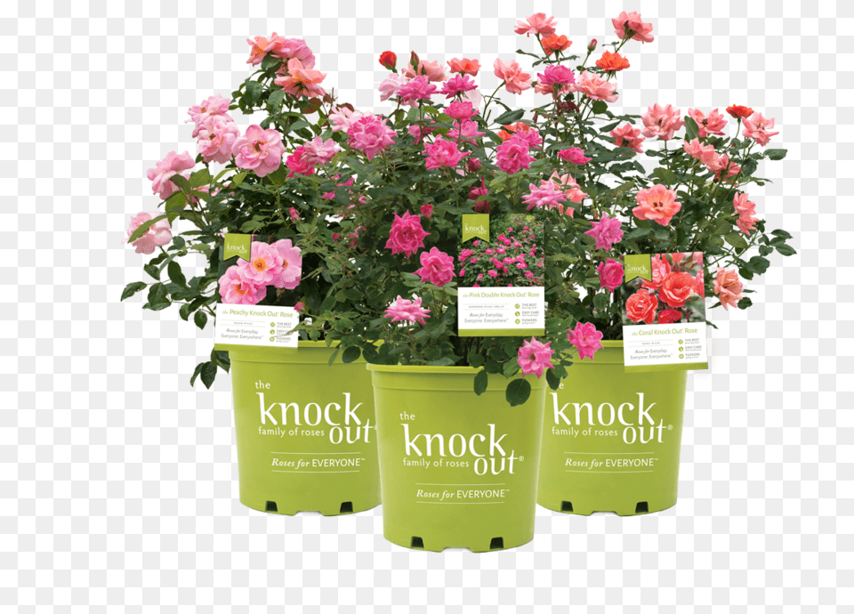 Tree Shrub Planting Material Products Coral Knock Out Rose Shrub, Flower, Potted Plant, Plant, Geranium Free Png