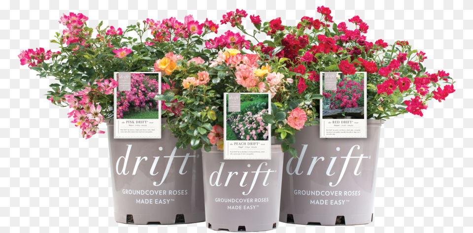Tree Shrub Planting Material Products Drift Roses Colors, Vase, Pottery, Potted Plant, Planter Free Transparent Png