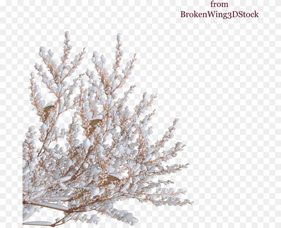 Tree Shrub Winter Branch Snow Top Download Transparent Background Snow On Tree, Accessories, Plant, Nature, Outdoors Png Image