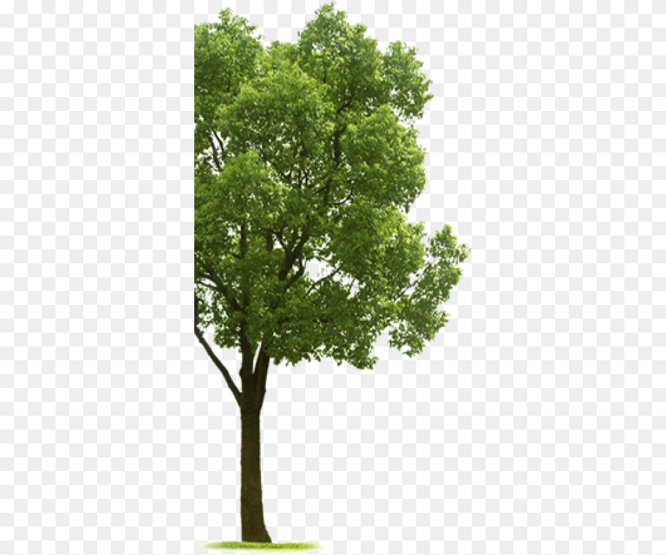 Tree Side 1 Tree On The Side, Oak, Plant, Sycamore, Tree Trunk Png