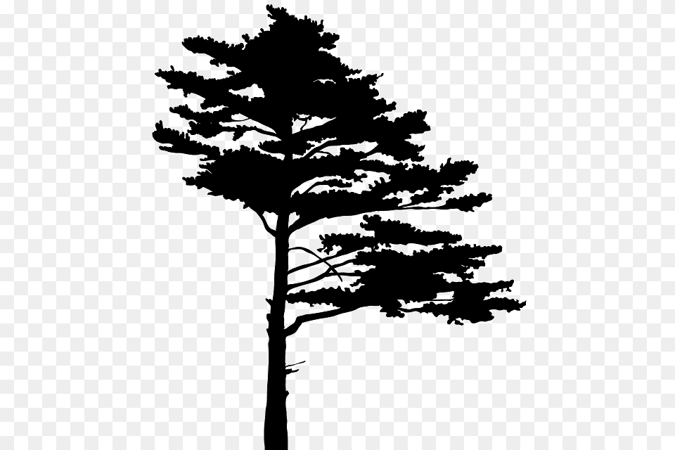 Tree Silhouette, Pine, Plant, Fir, Conifer Png Image