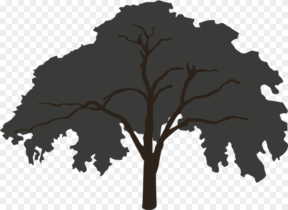 Tree Silhouette Big Forest Tree Silhouette Big, Sycamore, Oak, Plant, Art Free Png
