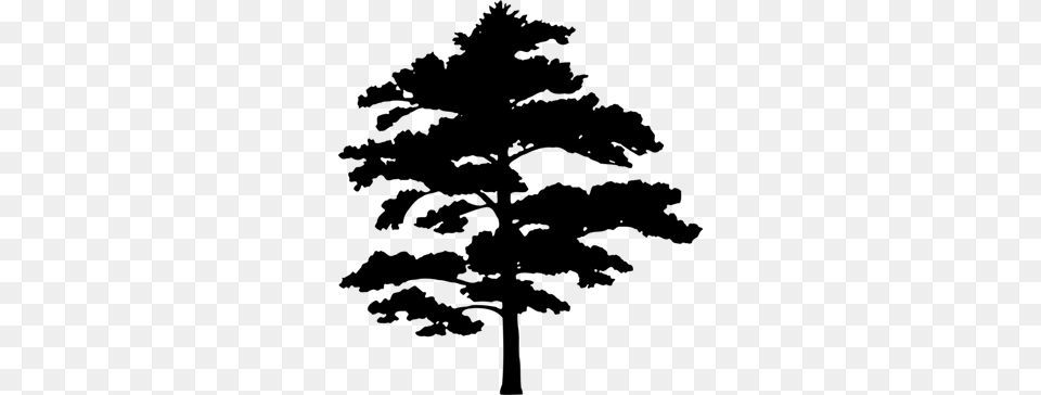 Tree Silhouette By Sausage, Gray Png