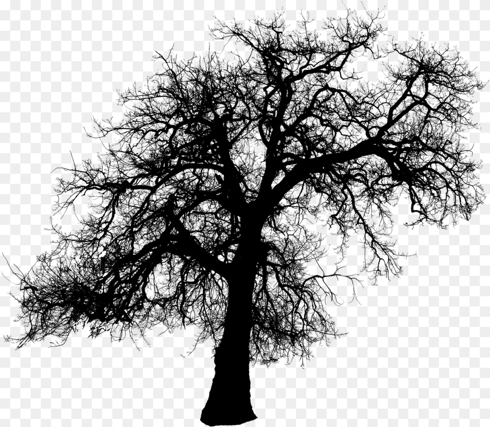 Tree Silhouette Clip Art Creepy Dead Tree Silhouette, Gray Free Png Download