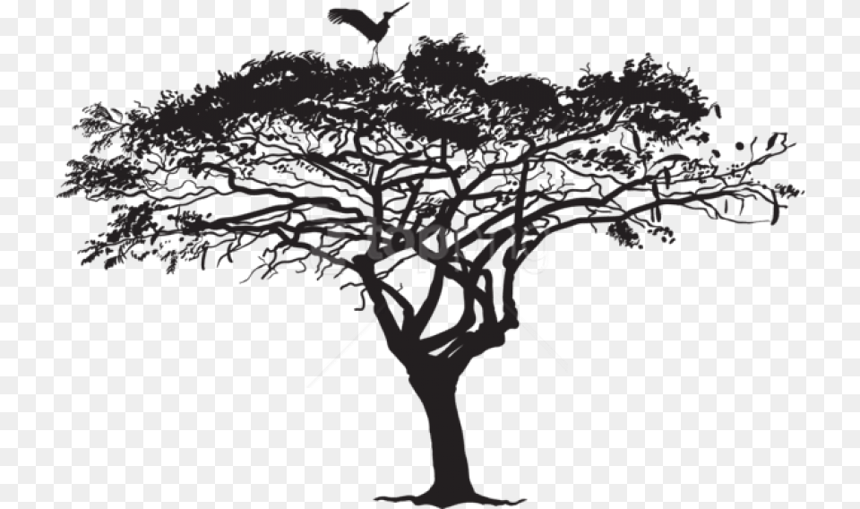 Tree Silhouette Exotic Tree And Bird Wilkswood Reggae Festival 2019 Lineup, Plant, Art, Adult, Male Free Transparent Png