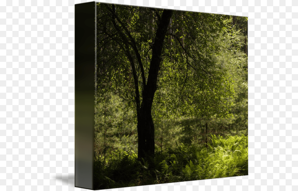 Tree Silhouette In Green By Stephen Sepan Tree, Woodland, Vegetation, Tree Trunk, Plant Png Image