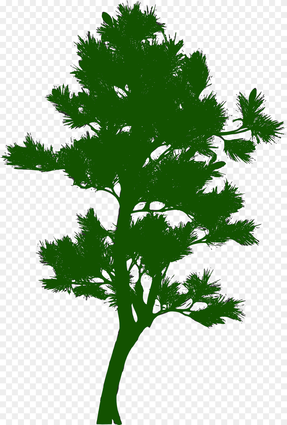 Tree Silhouette Pine Green Tree Silhouette, Herbs, Parsley, Plant, Person Free Png