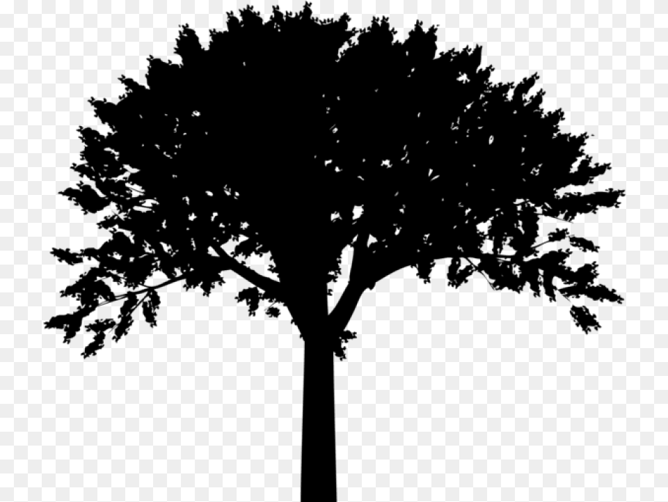Tree Silhouette Tree Silhouette Transparent Background, Gray Free Png