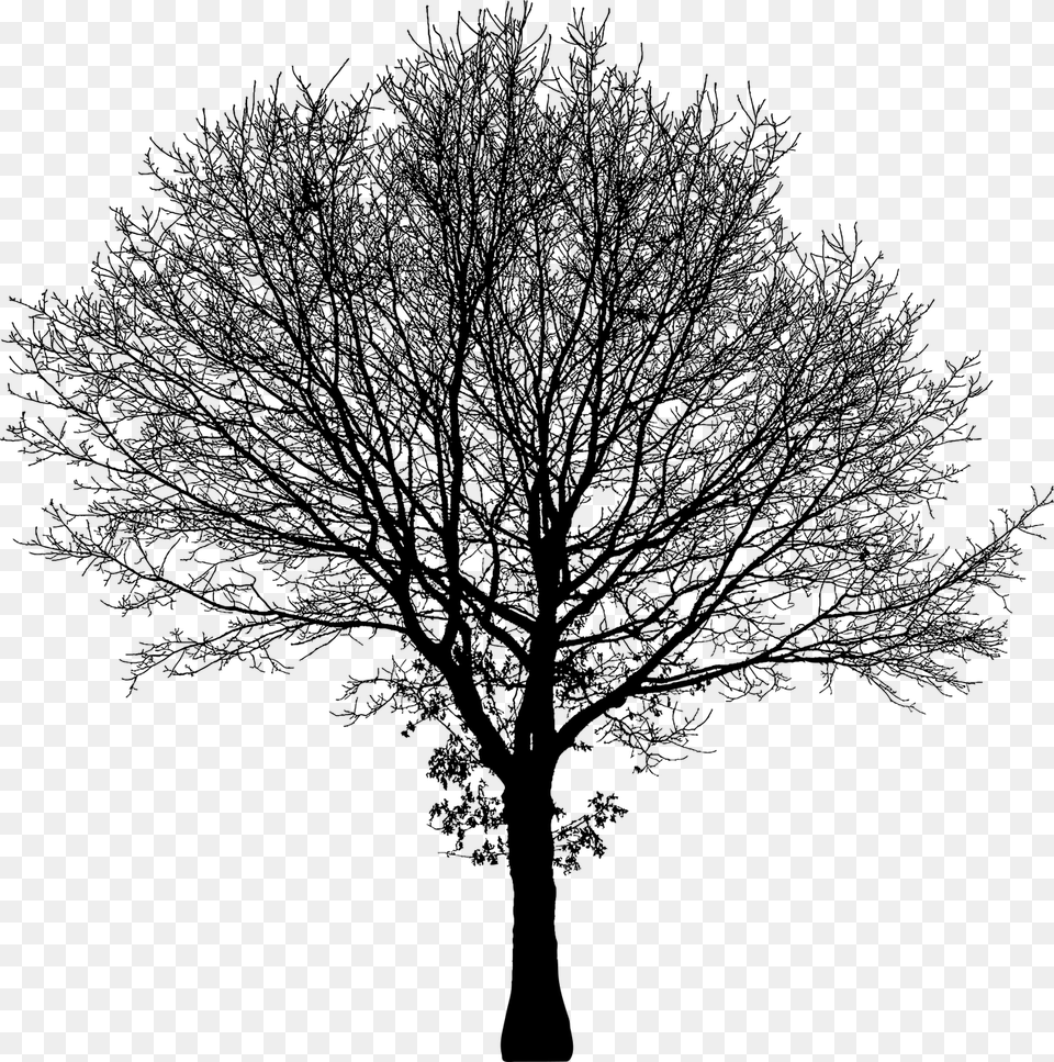 Tree Silhouette Vector, Gray Png Image