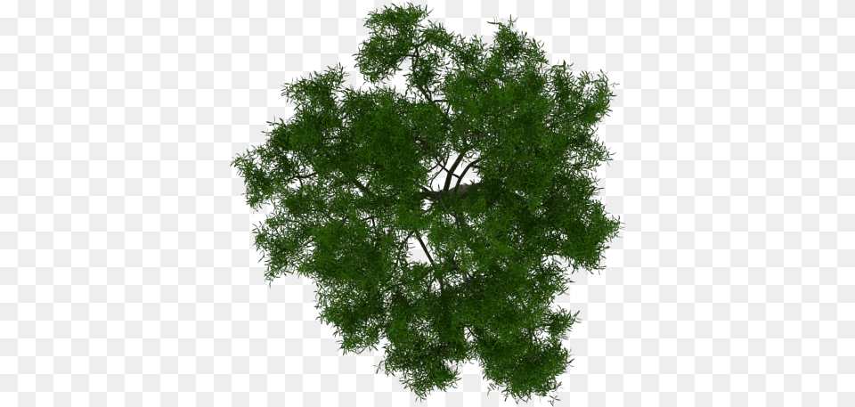 Tree Site Plan, Green, Moss, Plant, Vegetation Free Transparent Png