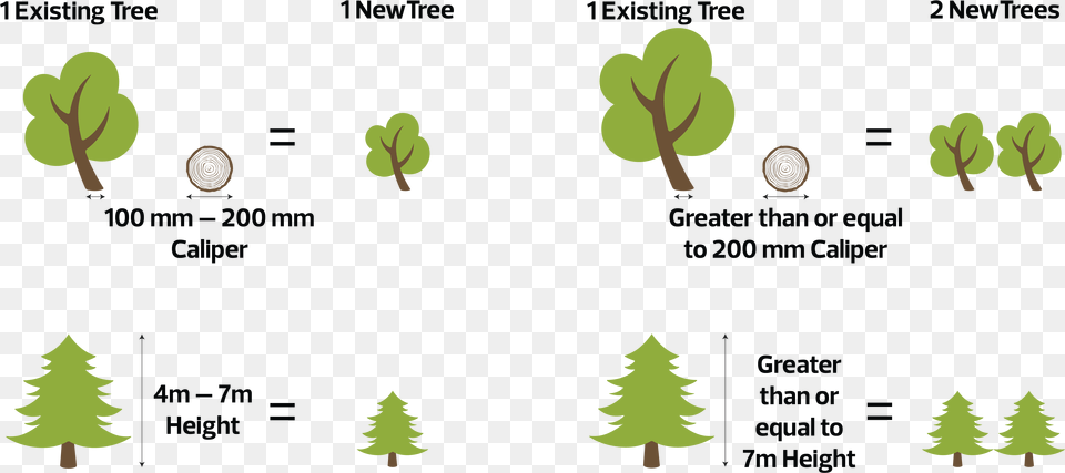 Tree Size In Mm, Green, Plant, Fir Png Image