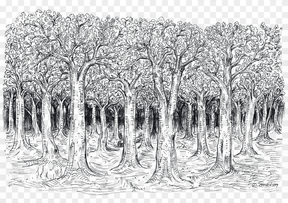 Tree Sketch, Nature, Night, Outdoors Png