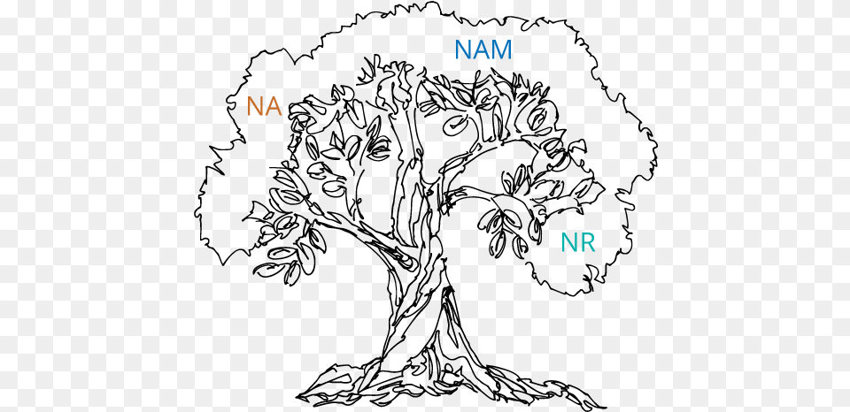 Tree Sketch Nr Nam Nad Nam Sketch, Text Png Image