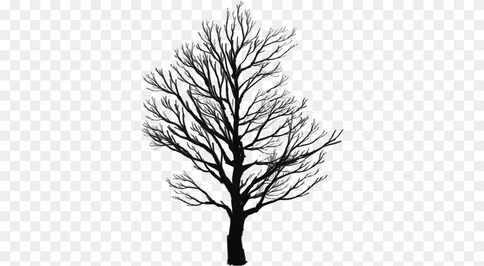 Tree Sketch Images Winter Tree Silhouette, Art, Drawing, Plant, Ice Free Transparent Png