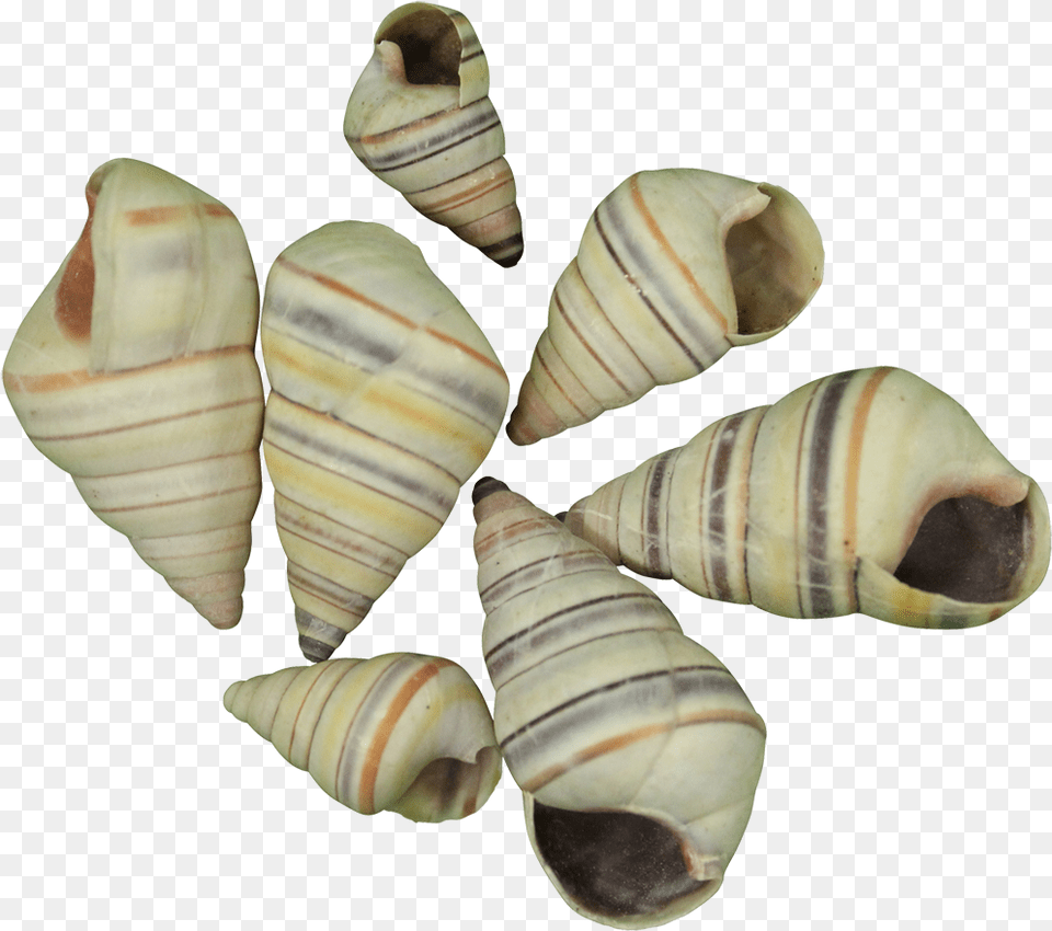 Tree Snail Shell Tree Snail Shell 15 2quot 1 Gal Appx 470 Pc, Animal, Invertebrate, Sea Life, Seashell Free Png Download