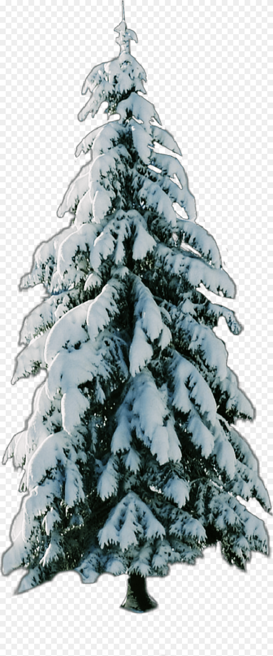 Tree Snow Christmastree Snow, Fir, Plant, Pine, Adult Free Transparent Png