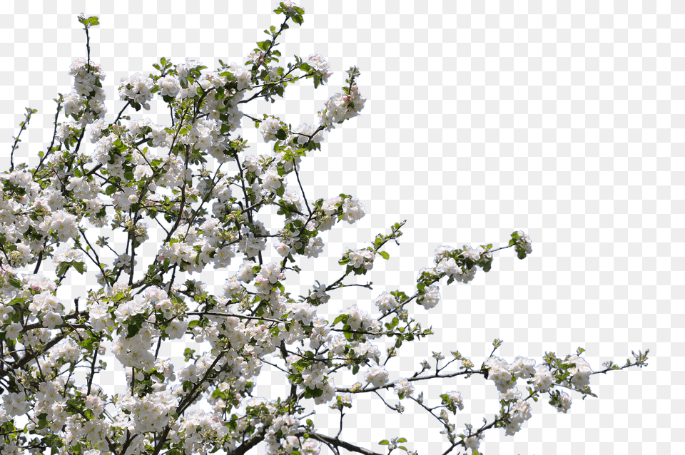 Tree Spring Flowers, Flower, Plant, Cherry Blossom Free Png