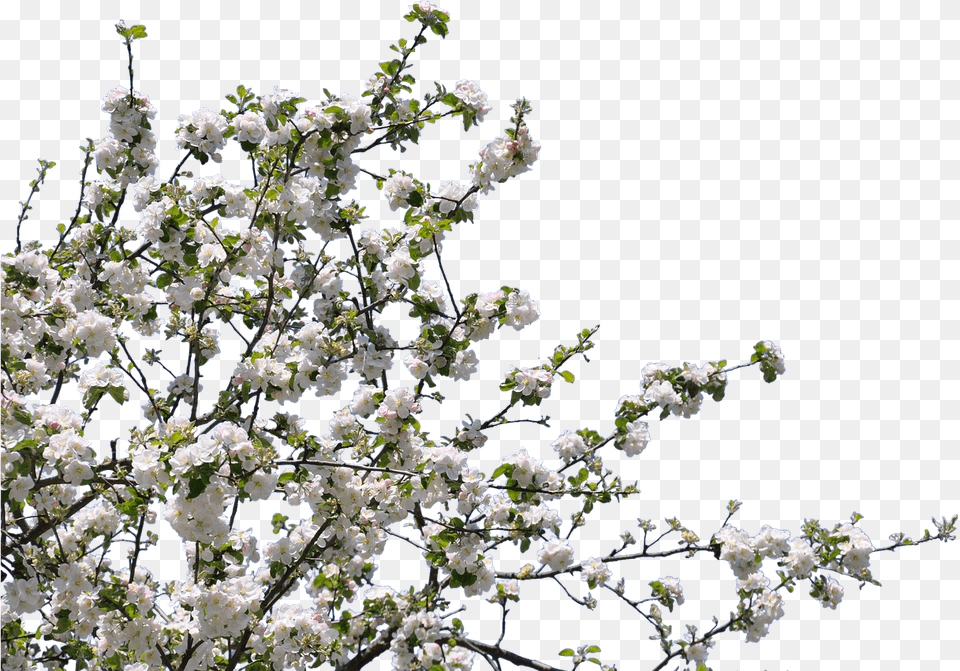 Tree Spring Flowers Transparent Tree With Flower, Plant, Cherry Blossom, Flower Arrangement Free Png