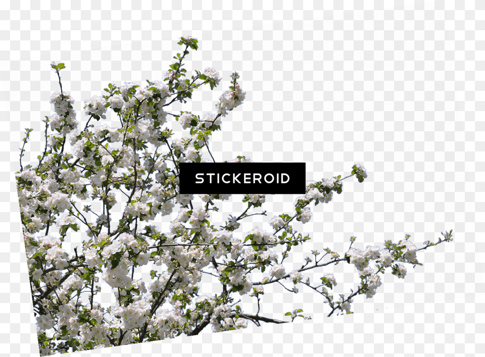 Tree Spring Flowers Tree Flowers Flower, Plant, Cherry Blossom, Flower Arrangement Free Png Download