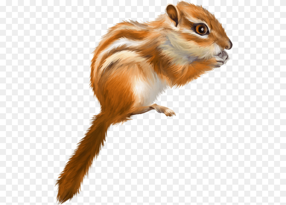 Tree Squirrel Drawing Tree Squirrel, Animal, Mammal, Rodent, Bird Free Png