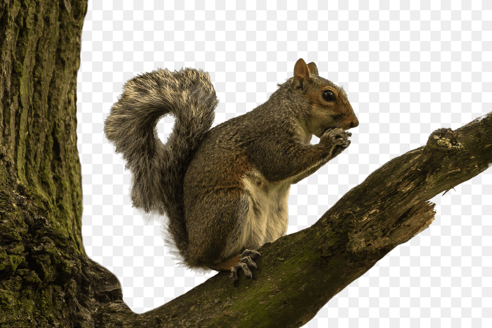 Tree Squirrel Squirrel On Tree Branch, Animal, Mammal, Rodent, Rat Png Image
