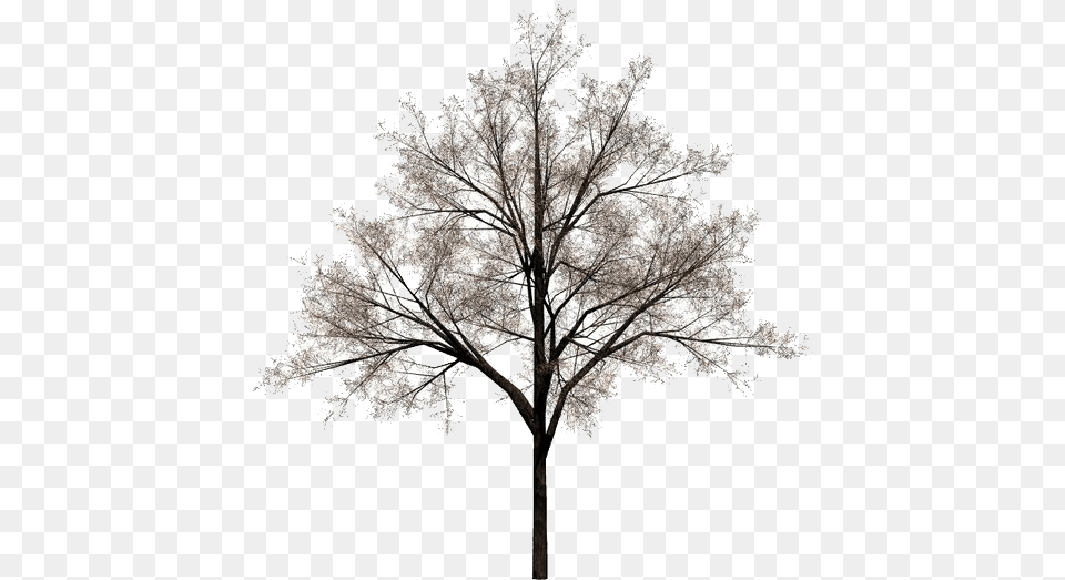 Tree Stock Photography Rvore De Inverno, Plant, Nature, Outdoors, Weather Free Png