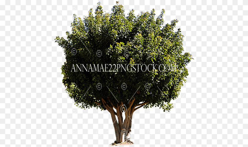 Tree Stock Photos Barringtonia Asiatica, Plant, Vegetation, Potted Plant Free Png Download