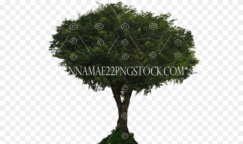 Tree Stock Photos Sabal Palmetto, Oak, Plant, Sycamore, Potted Plant Free Transparent Png