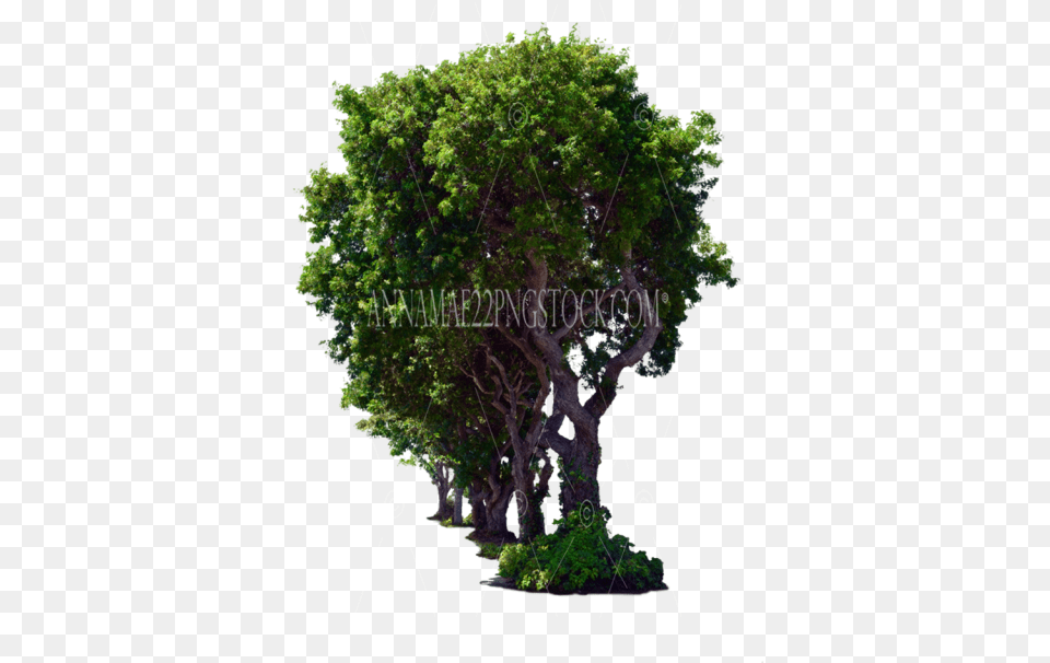 Tree Stock Photos Tree, Vegetation, Potted Plant, Plant, Oak Free Png Download