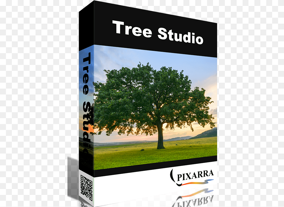 Tree Studio U2013 Easy Painting Photograph, Oak, Plant, Sycamore, Tree Trunk Png
