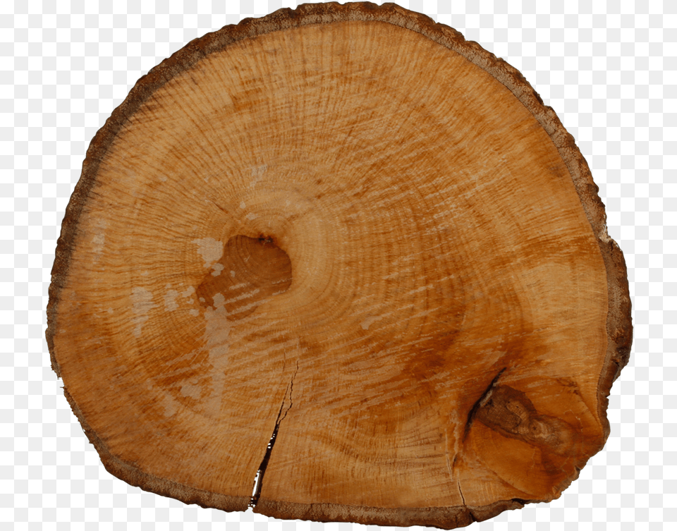 Tree Stump, Lumber, Plant, Tree Trunk, Wood Png