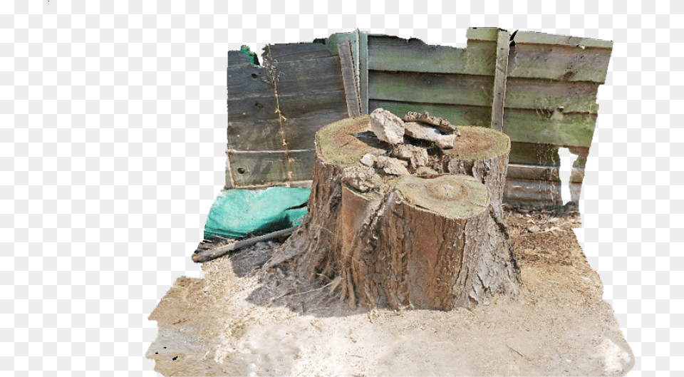 Tree Stump And Surrounding Area Chair, Plant, Tree Stump Free Transparent Png