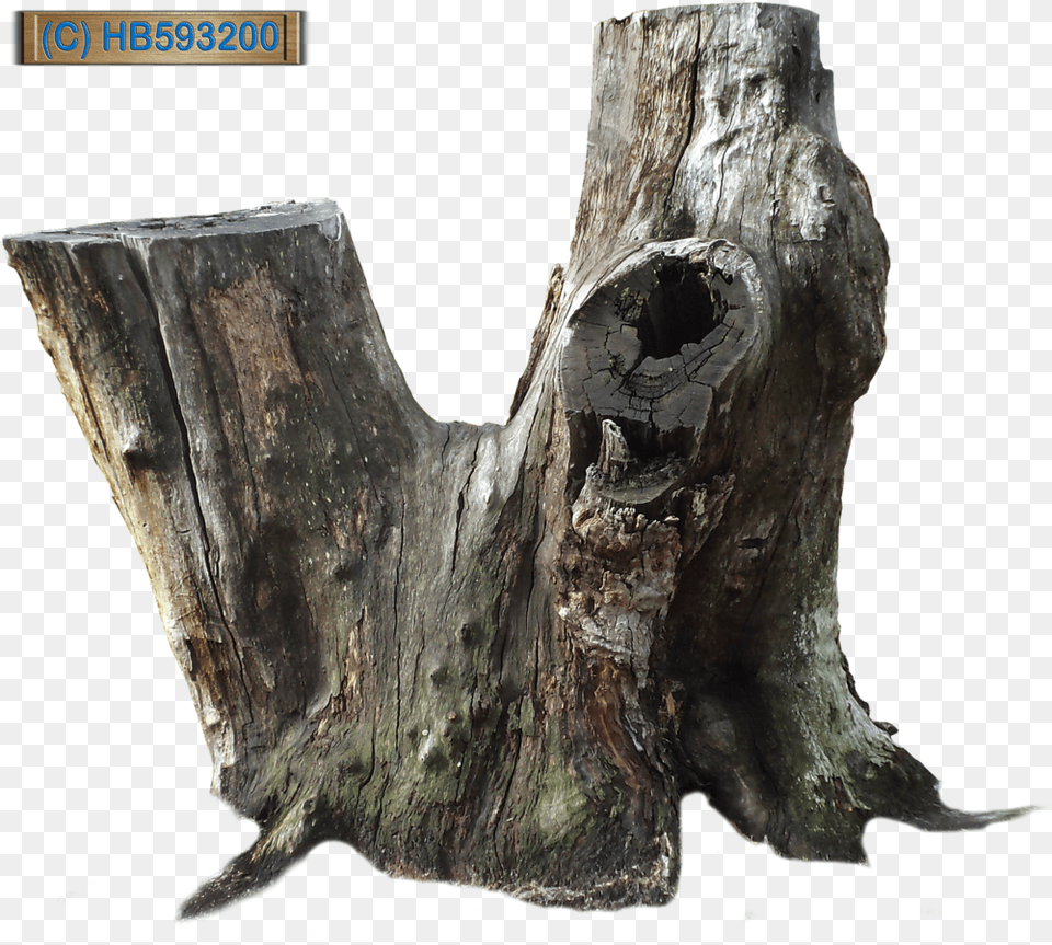 Tree Stump Old Tree Stump, Plant, Tree Stump, Tree Trunk, Person Free Transparent Png