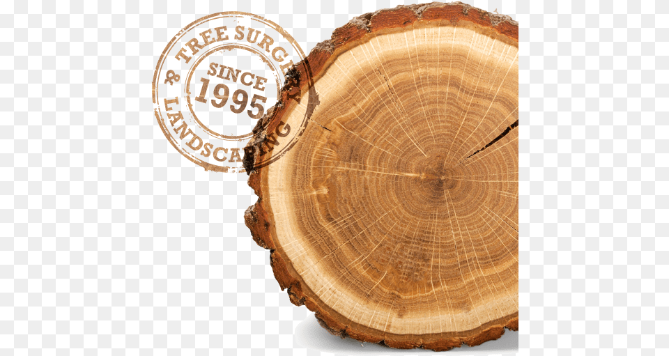 Tree Stump Rings On A Tree Hd Download Original Solid, Lumber, Plant, Wood, Tree Trunk Free Png