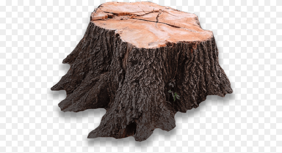 Tree Stump Transparent Image Tree Stump, Plant, Tree Stump Free Png Download