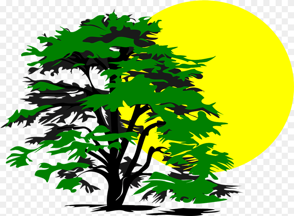 Tree Sun Glow Cedar Tree Clip Art, Vegetation, Green, Plant, Conifer Free Png Download