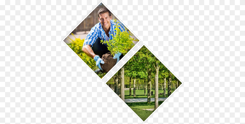Tree Surgeons In Uxbridge Harrow Beaconsfield Gerrards Buried In The Backyard Meme, Clothing, Garden, Gardener, Gardening Free Png Download