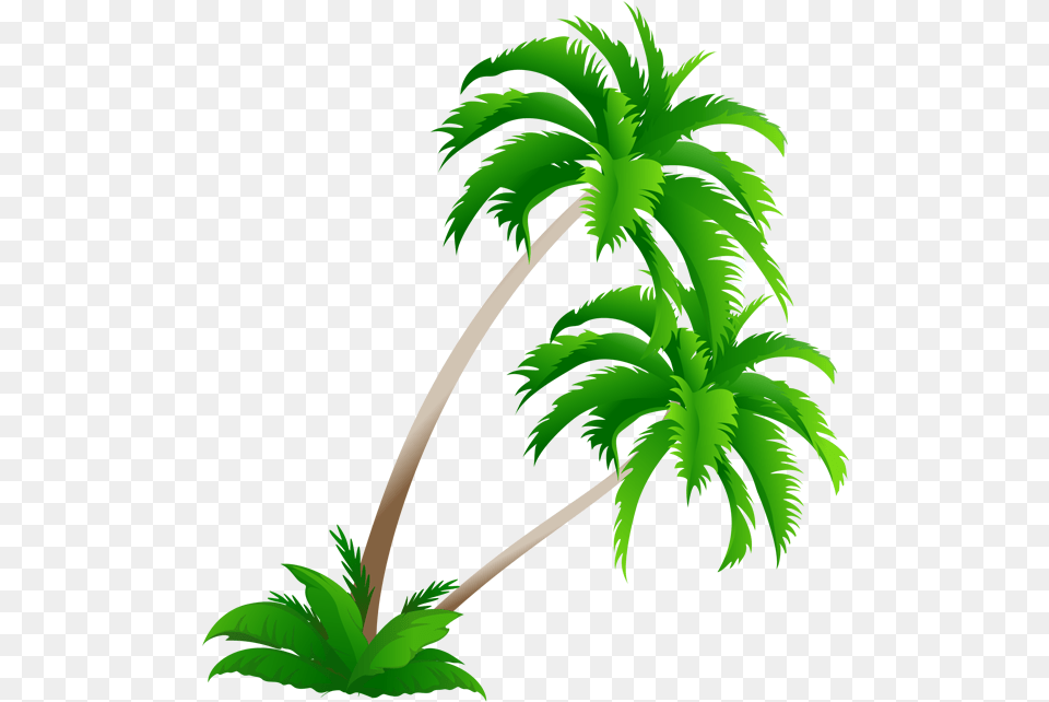 Tree Tall, Green, Palm Tree, Plant, Leaf Free Transparent Png