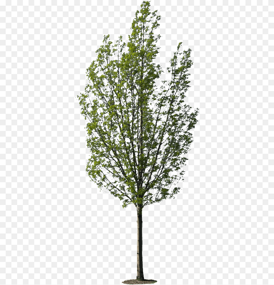 Tree Texture, Maple, Oak, Plant, Sycamore Png Image