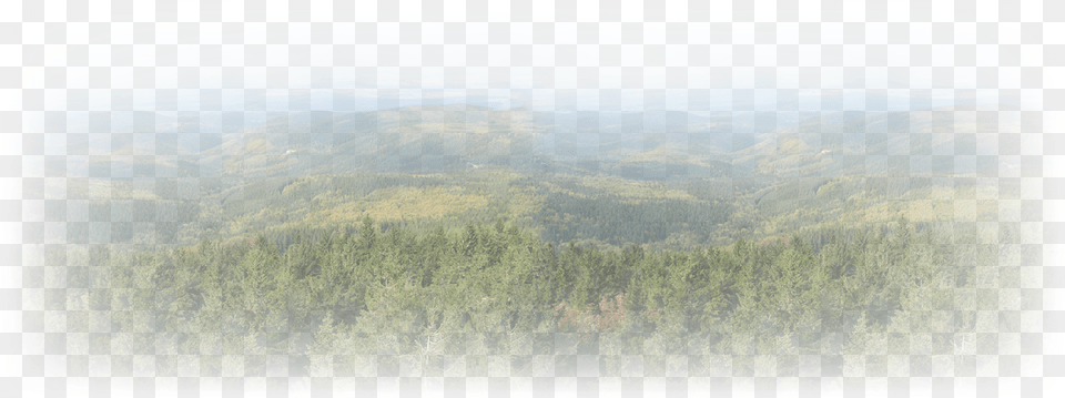 Tree Texture, Conifer, Fir, Plant, Slope Png