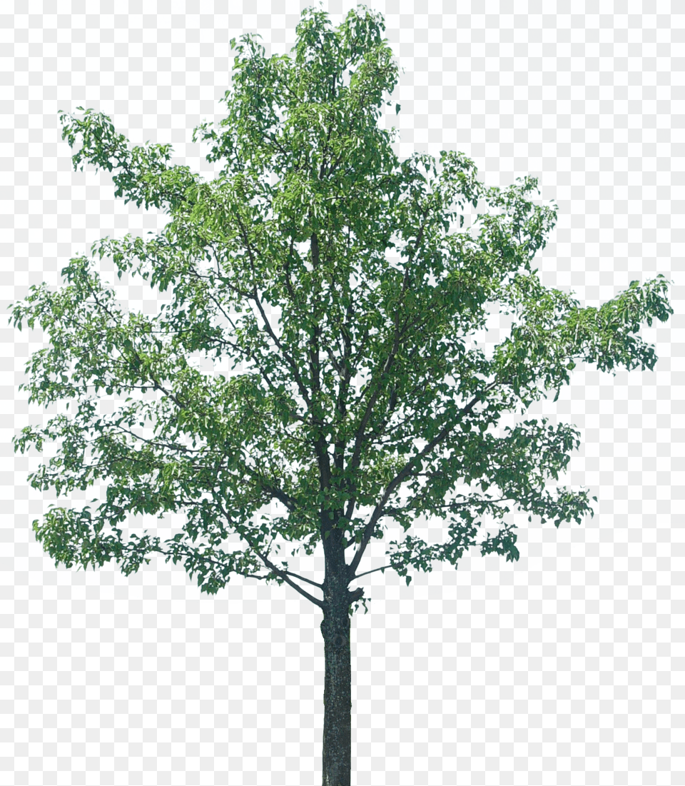 Tree Texture Museumspark Rdersdorf, Oak, Plant, Sycamore, Tree Trunk Png Image