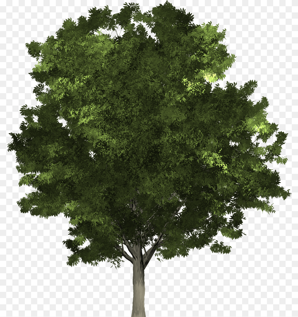 Tree To The Early Irish Tree, Sycamore, Oak, Plant, Vegetation Free Png